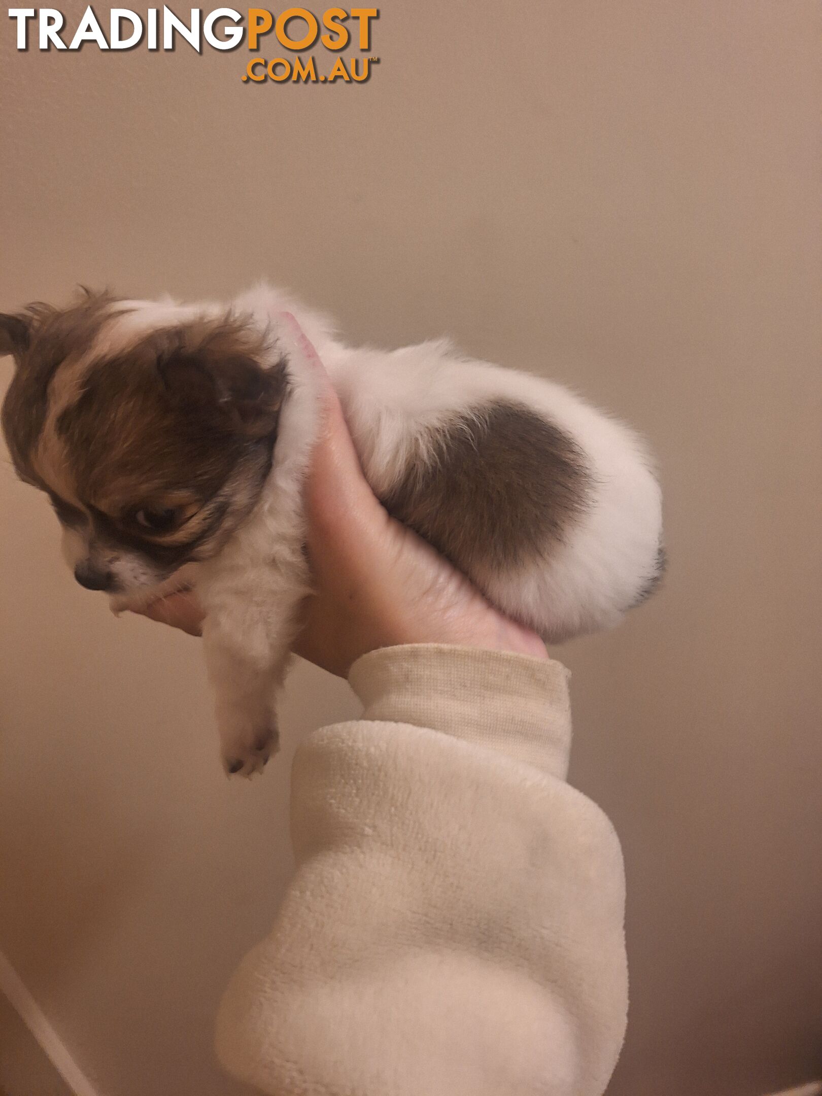 Miniature Chihuahuas