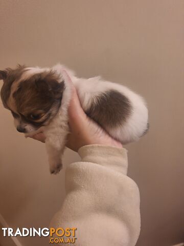 Miniature Chihuahuas