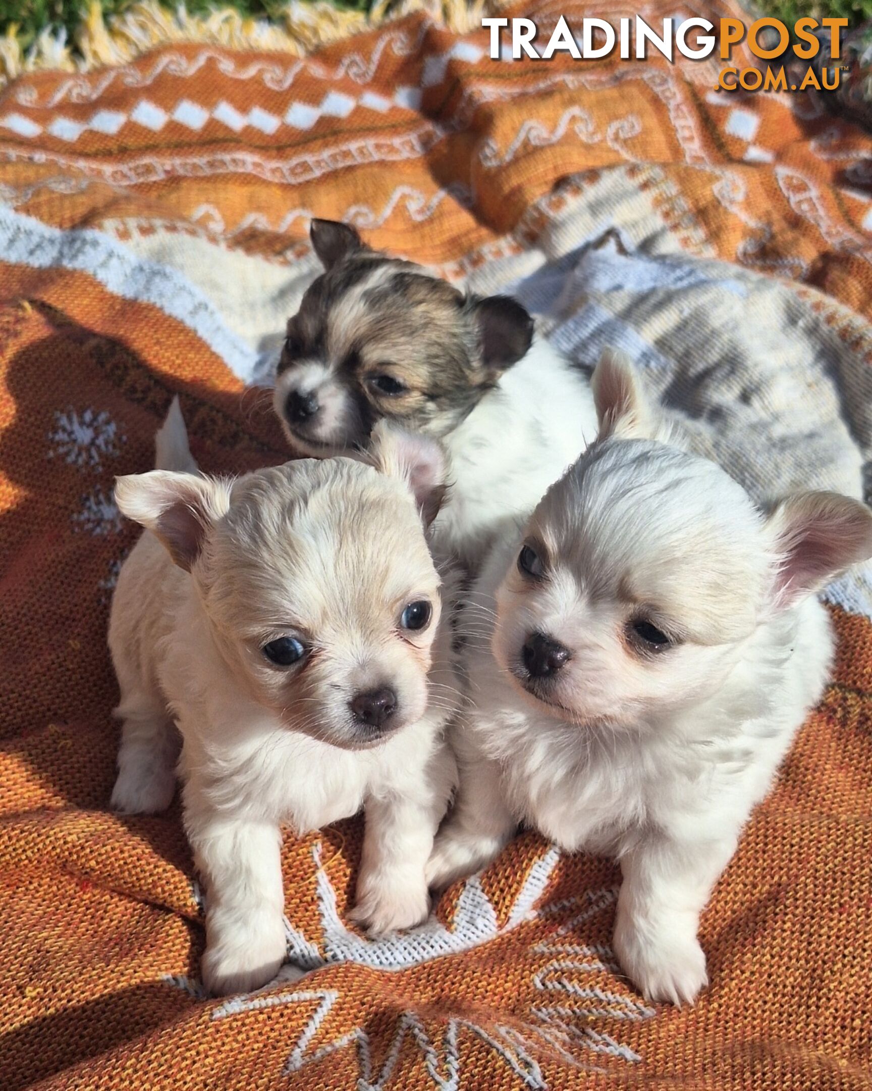 Miniature Chihuahuas