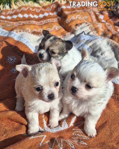 Miniature Chihuahuas