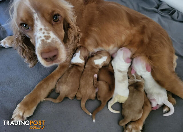 Pure bred cockerspaniels puppies