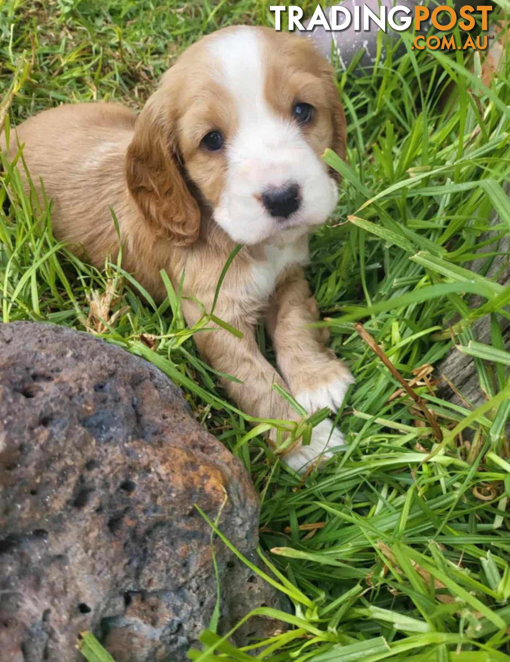Pure bred cockerspaniels puppies