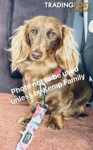 Purebred miniature dachshund puppies