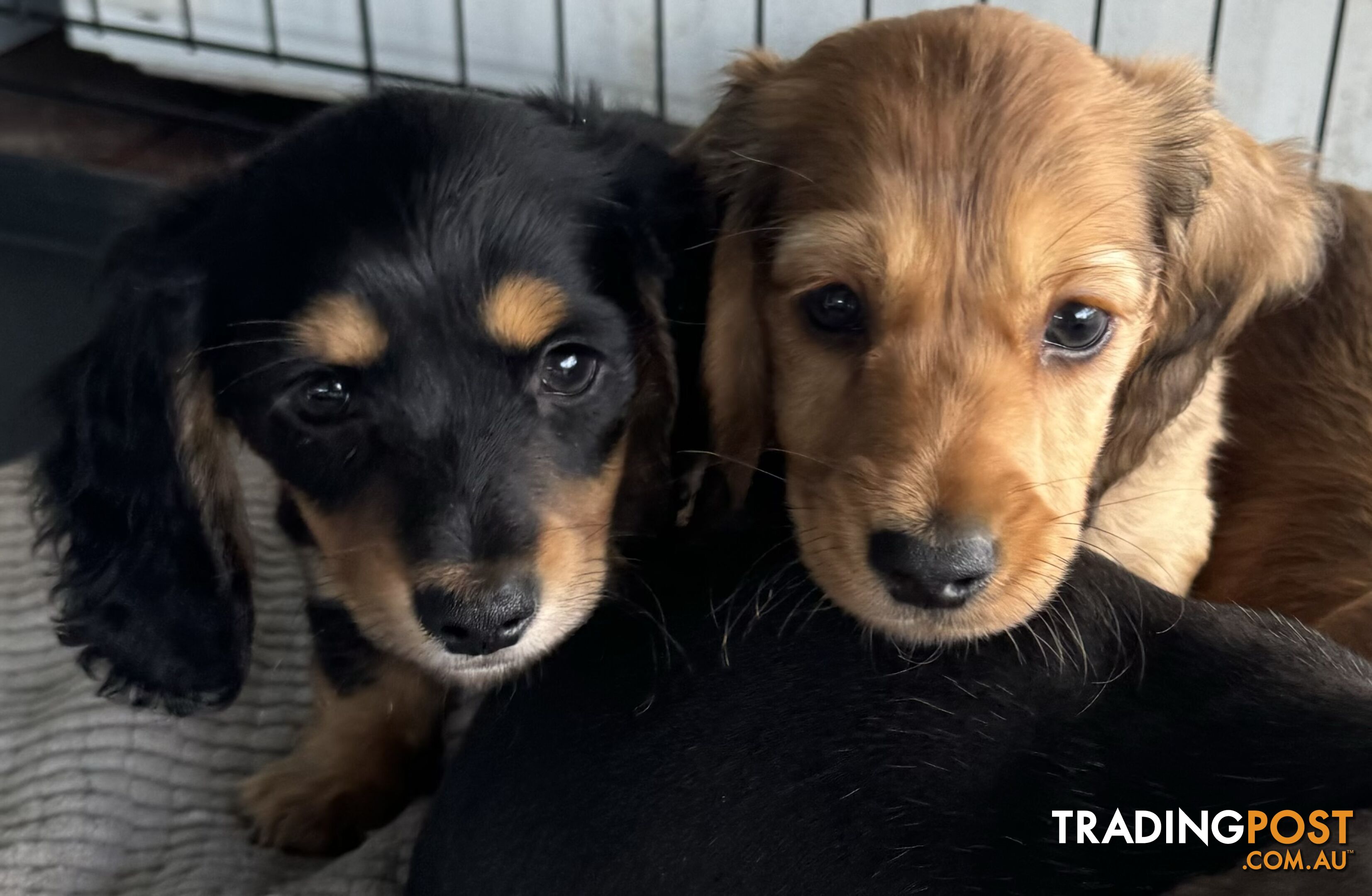 Purebred miniature dachshund puppies