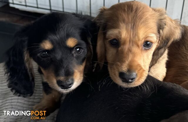 Purebred miniature dachshund puppies