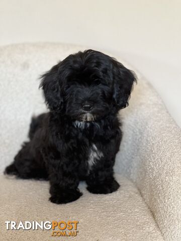 Maltese-shih-tzu-x-poodle