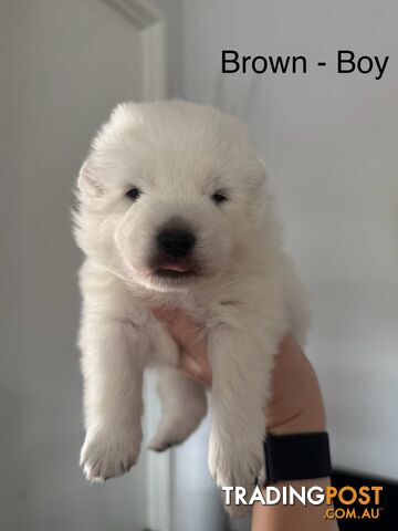 Japanese Spitz Puppies For Sale