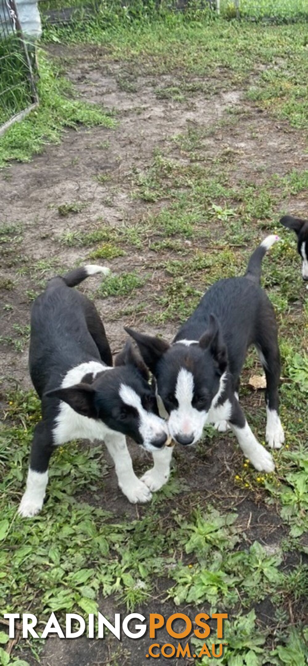 Border Collie pups