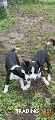 Border Collie pups