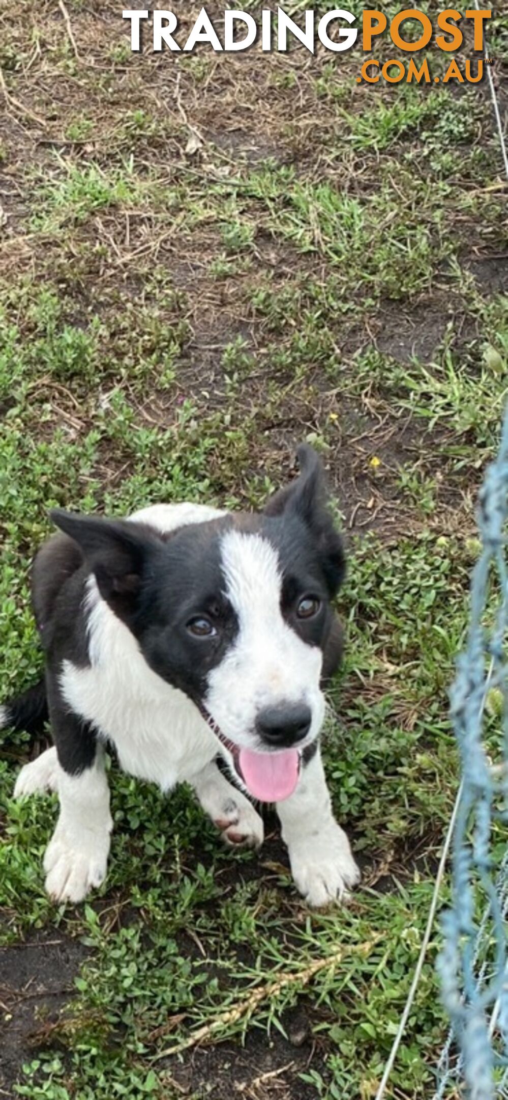 Border Collie pups