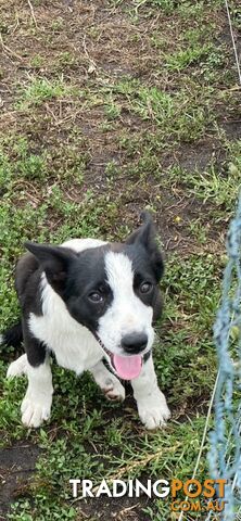 Border Collie pups