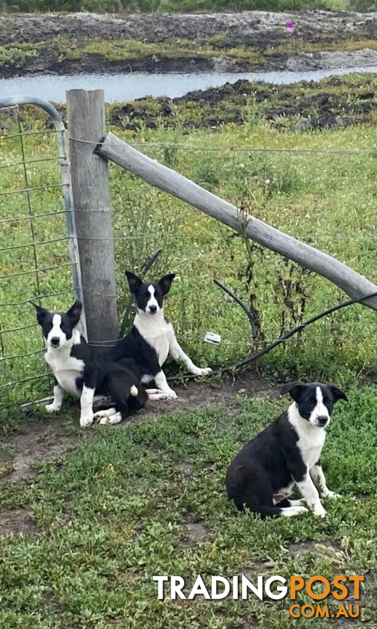 Border Collie pups