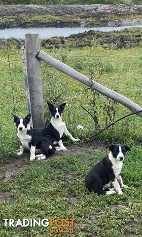 Border Collie pups