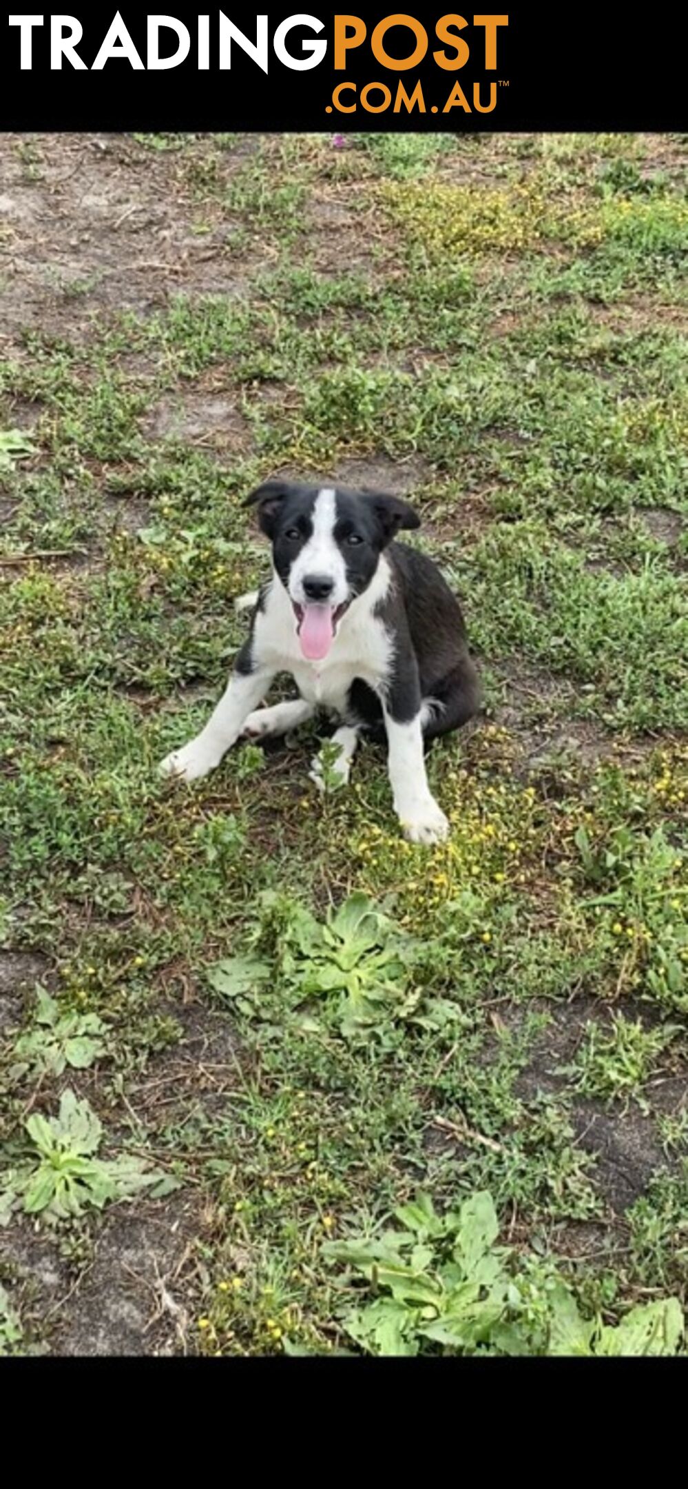 Border Collie pups