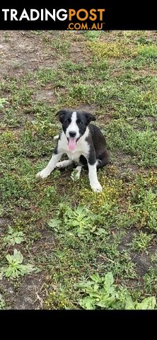 Border Collie pups