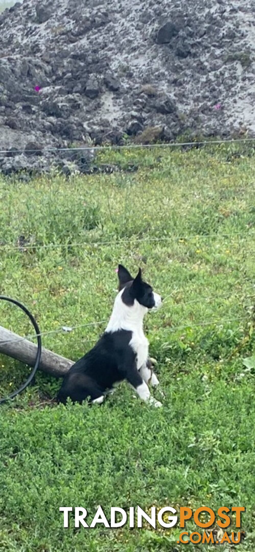 Border Collie pups