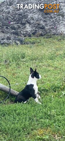 Border Collie pups