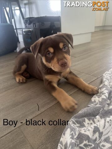Purebred Kelpie Puppies