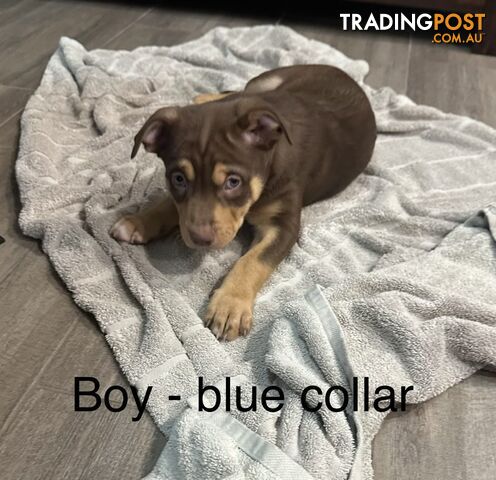 Purebred Kelpie Puppies