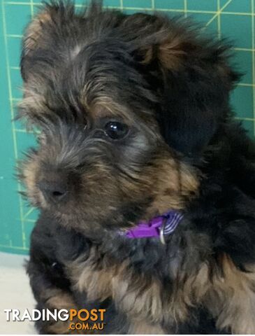 Purebred Silky Terrier - Last boy available