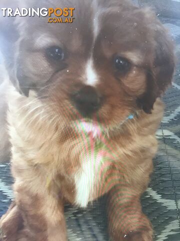 4 Ruby Cavalier King Charles Spaniel pups