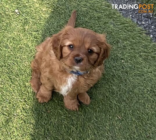 2 Ruby female Cavalier King Charles Spaniel pups