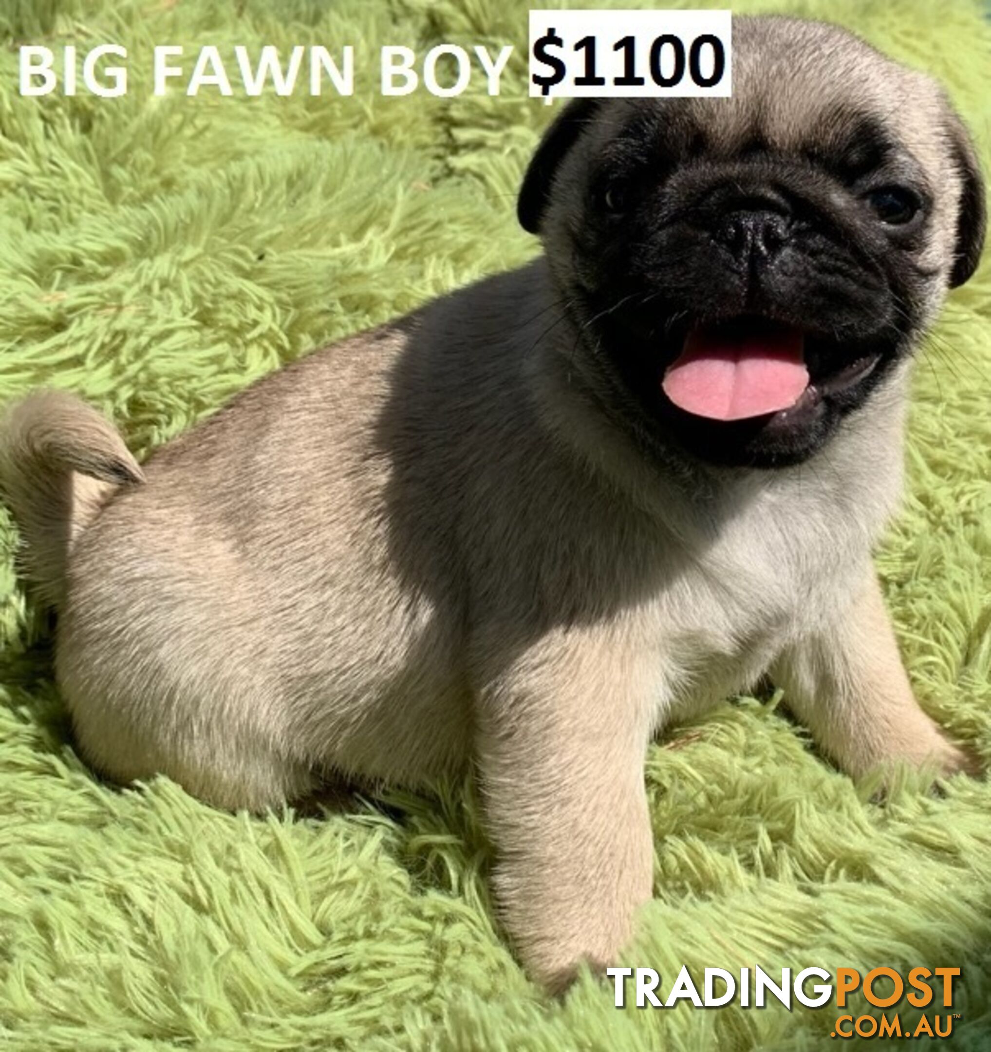 PUREBRED PUG PUPPIES - FAWN  -FROM $1000