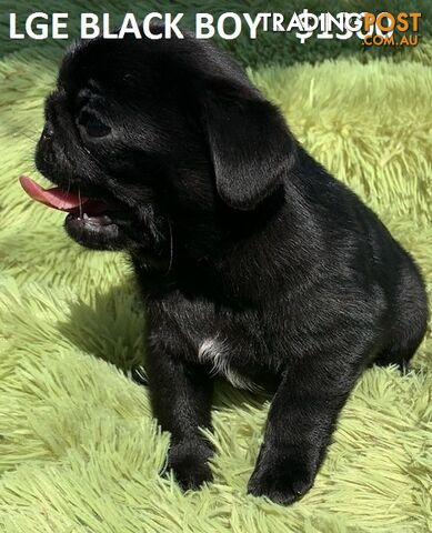 PUREBRED PUG PUPPIES - FAWN AND BLACK -FROM $1250