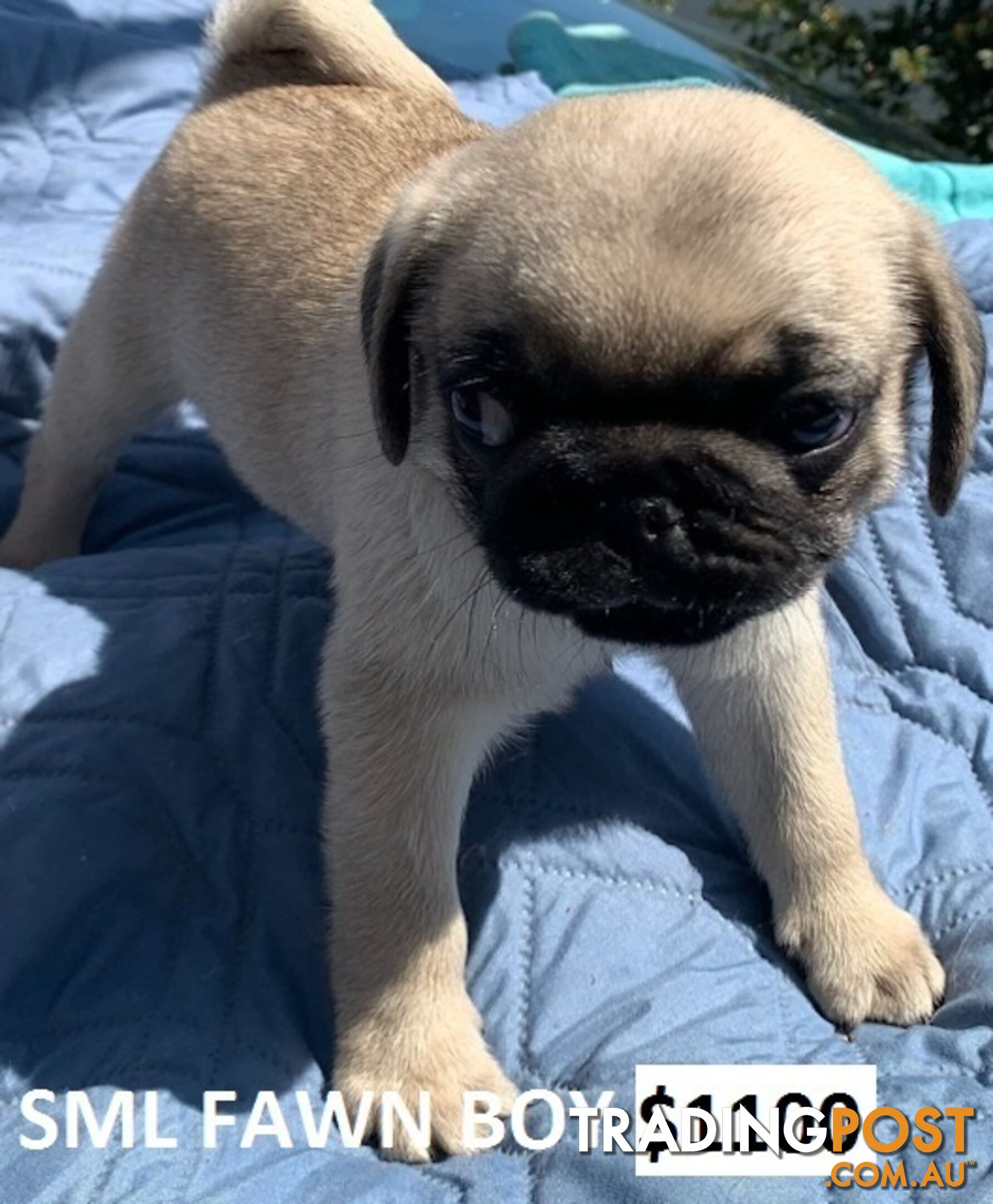 PUREBRED PUG PUPPIES - FAWN  -FROM $1000