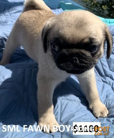 PUREBRED PUG PUPPIES - FAWN  -FROM $1000