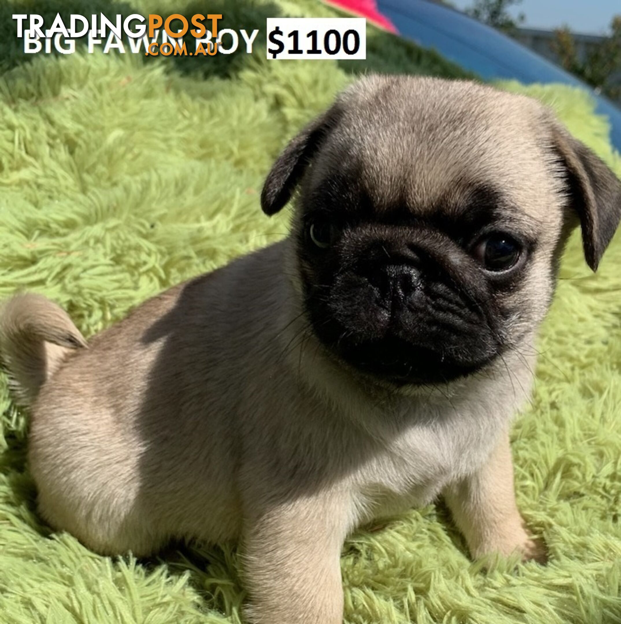 PUREBRED PUG PUPPIES - FAWN  -FROM $1000