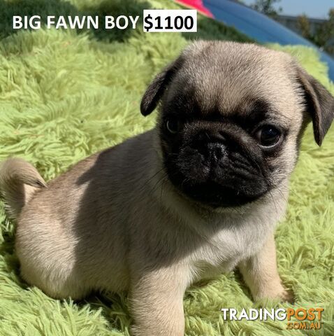 PUREBRED PUG PUPPIES - FAWN  -FROM $1000