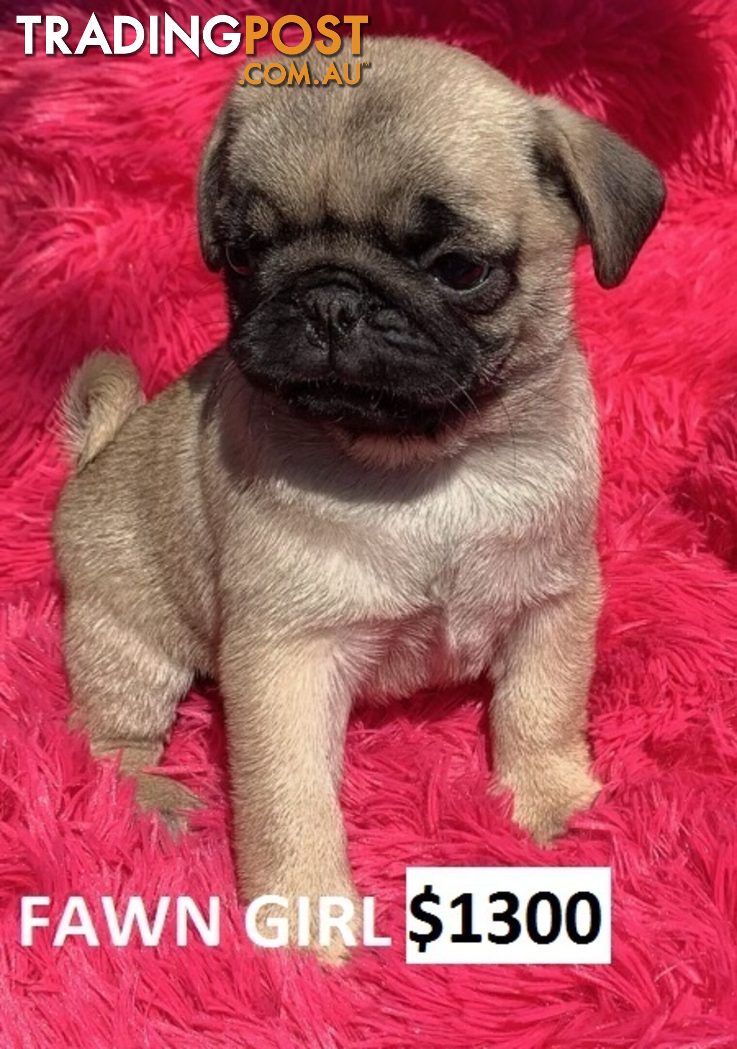 PUREBRED PUG PUPPIES - FAWN  -FROM $1000