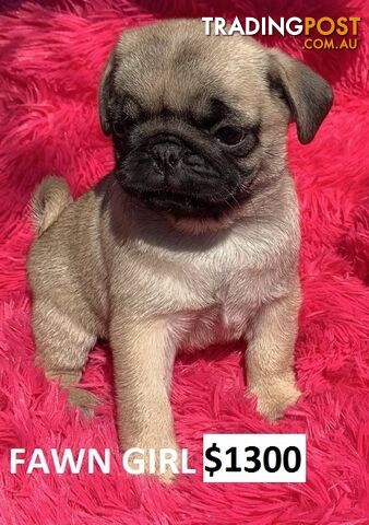 PUREBRED PUG PUPPIES - FAWN AND BLACK -FROM $1100