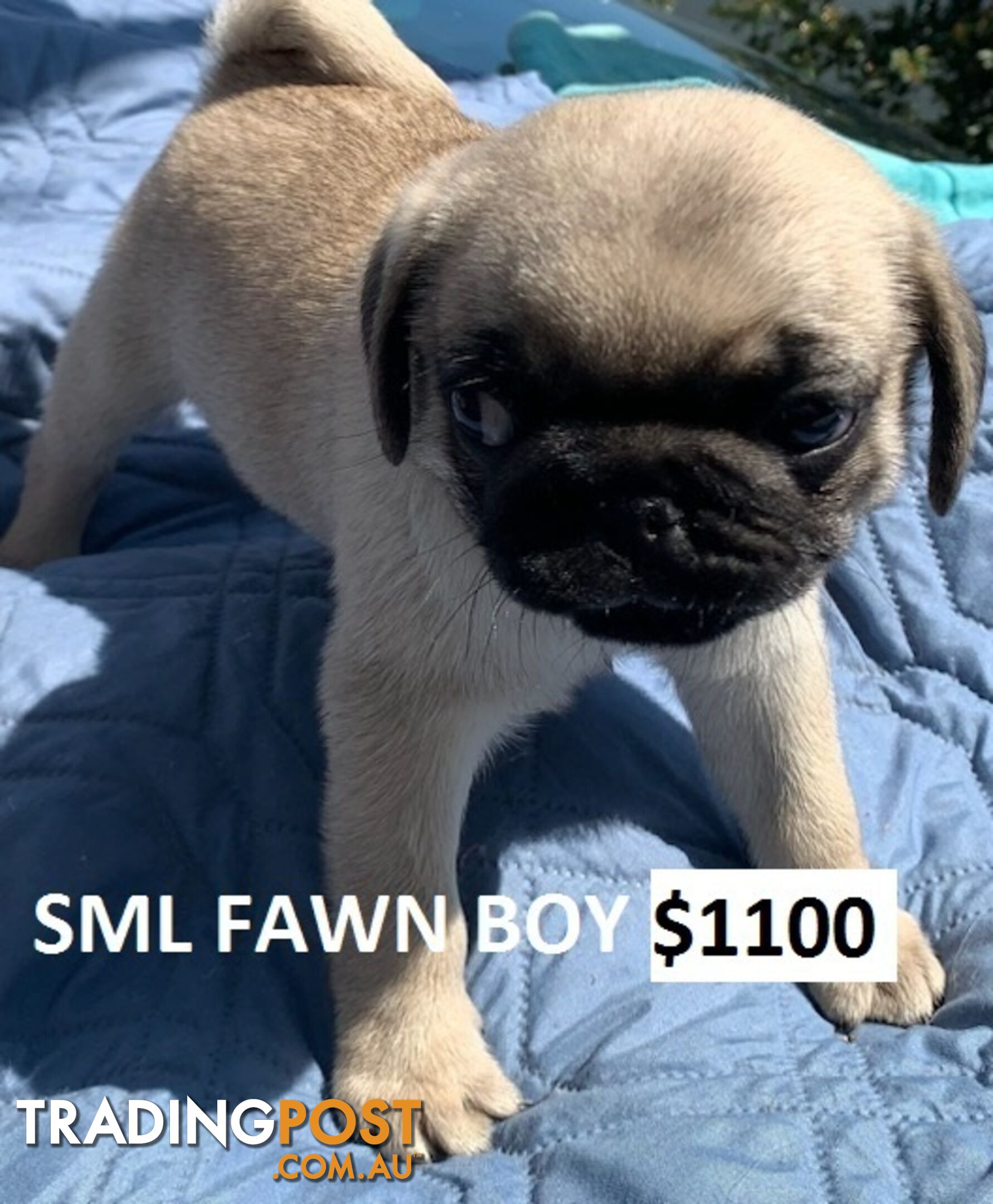 PUREBRED PUG PUPPIES - FAWN  -FROM $1000