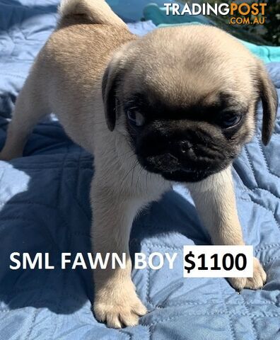 PUREBRED PUG PUPPY - FAWN MALE   -$1000 - LAST ONE