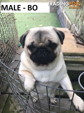 2 ENTIRE MALE PUGS - 1 FAWN AND 1 BLACK - $1200EA   MAINS PEDIGREE