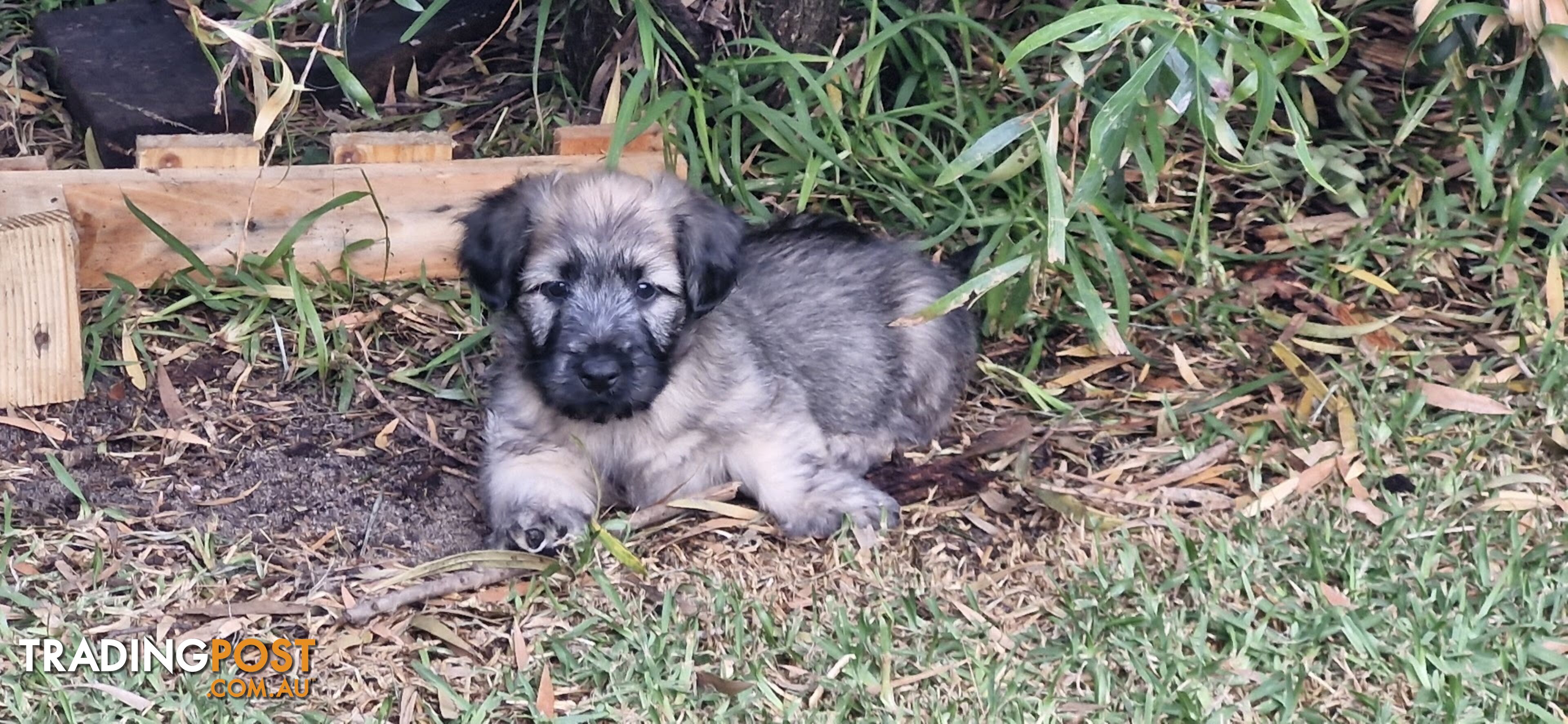 Pure bred SKYE TERRIER pup