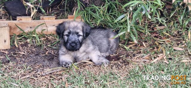 Pure bred SKYE TERRIER pup