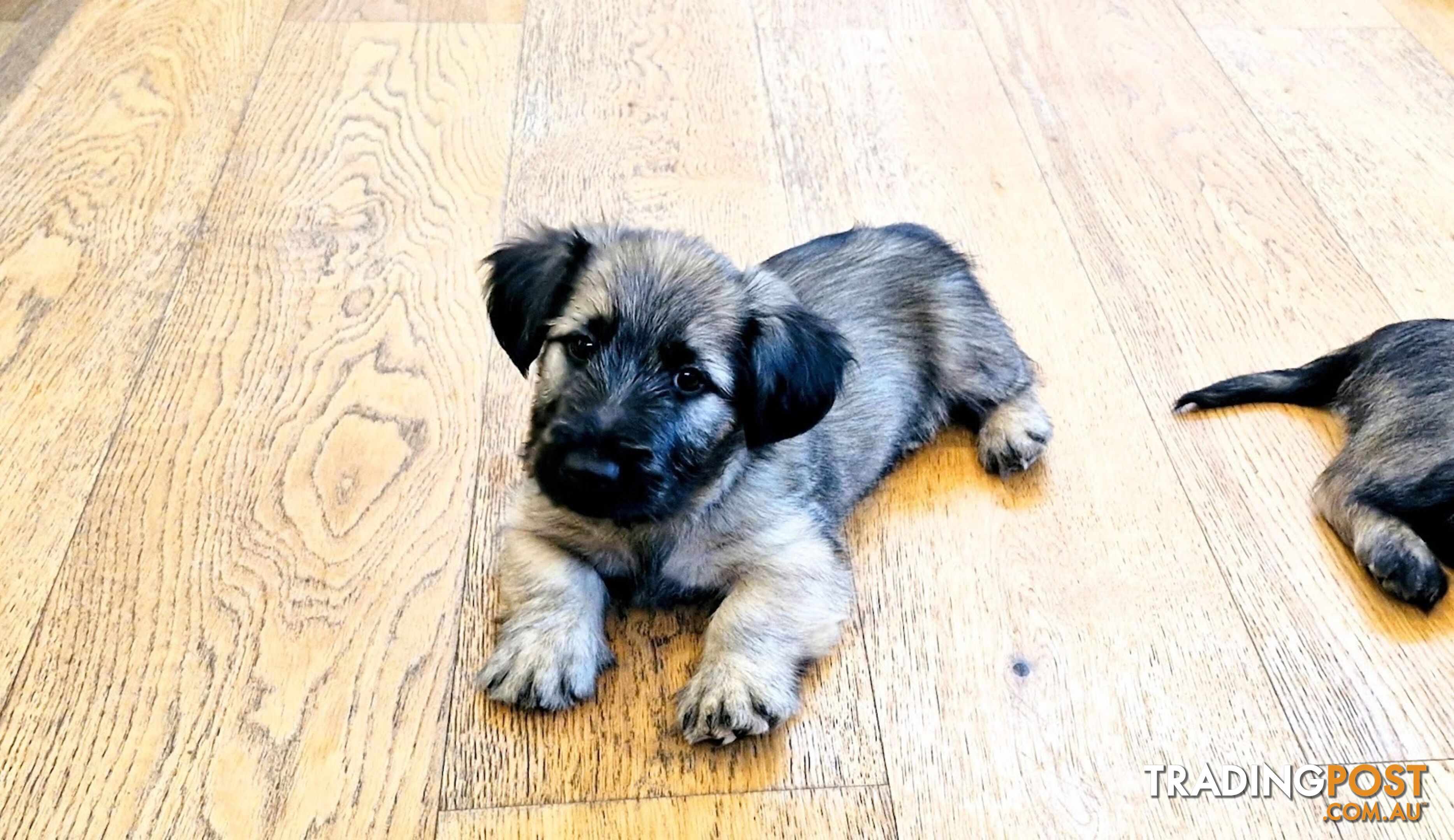 Pure bred SKYE TERRIER pup