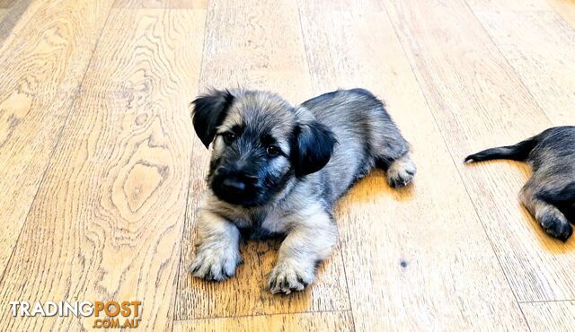 Pure bred SKYE TERRIER pup