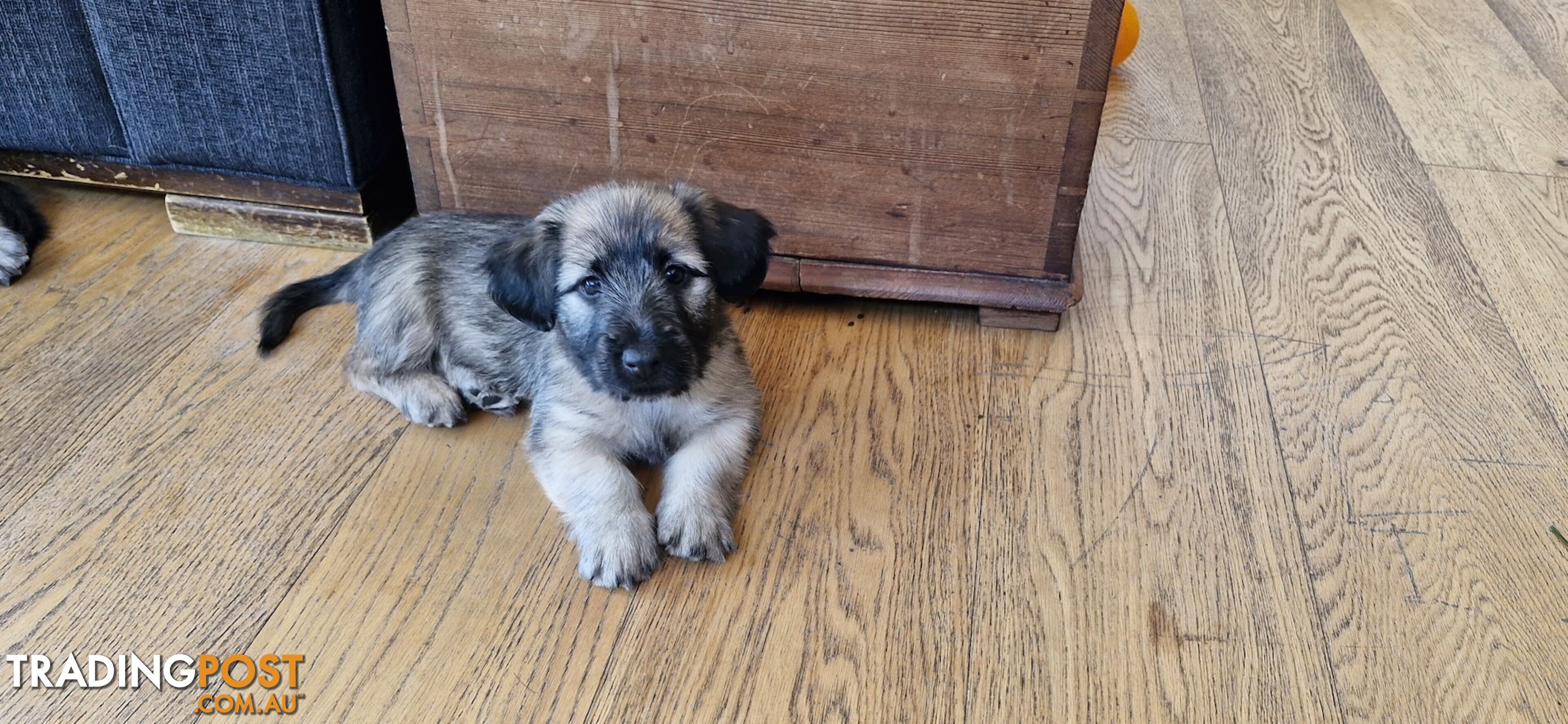 Pure bred SKYE TERRIER pup