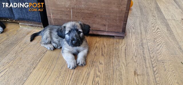 Pure bred SKYE TERRIER pup