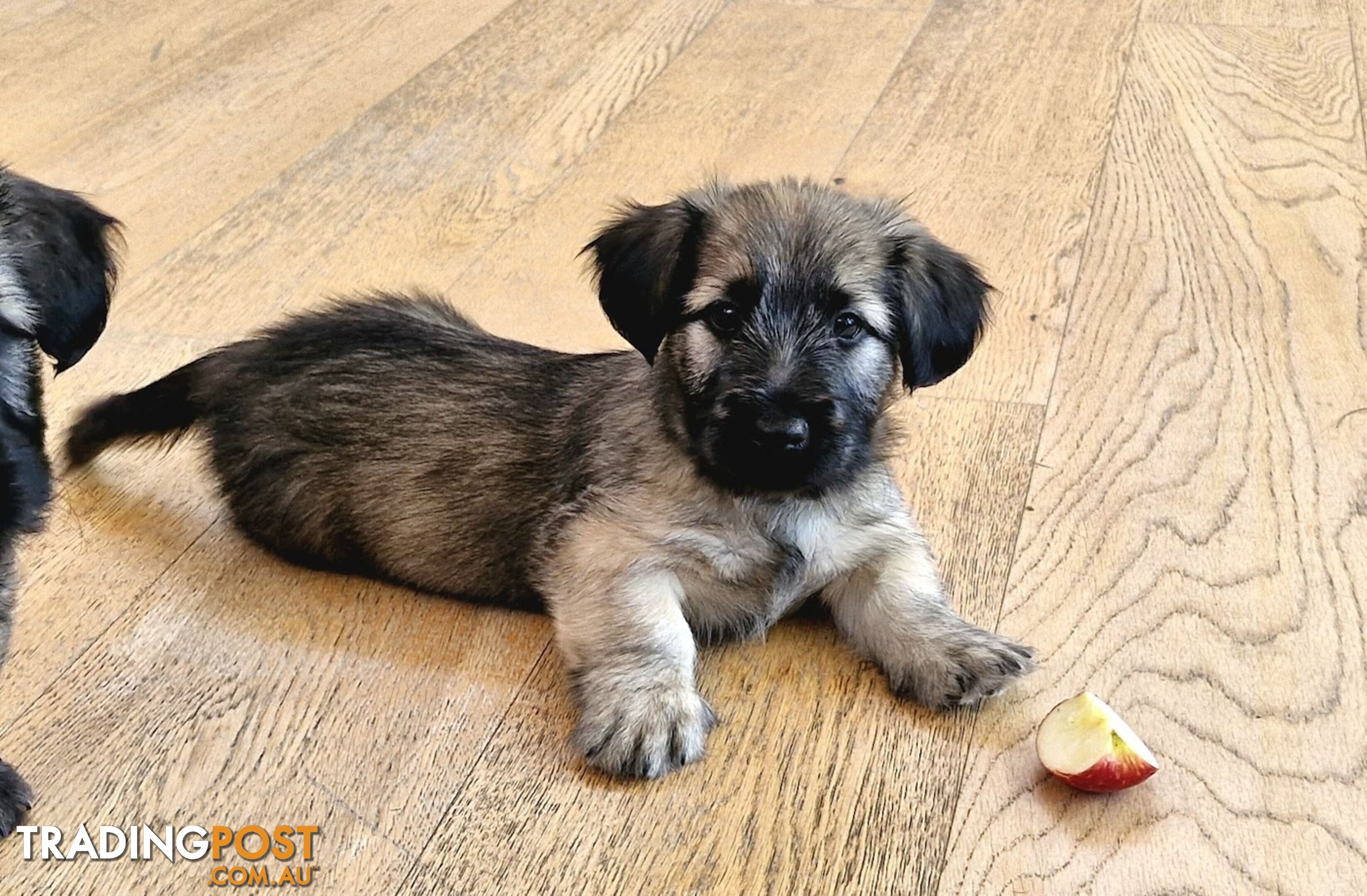 Pure bred SKYE TERRIER pup