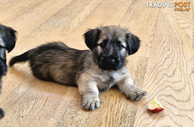 Pure bred SKYE TERRIER pup