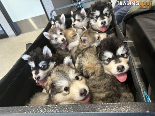 Purebred Alaskan Malamute Puppies For Sale with gift for Puppies