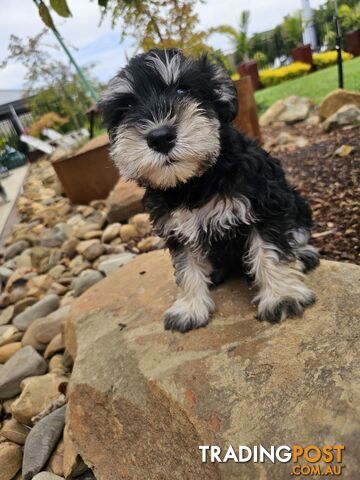 Pure bred miniature schnauzer puppies