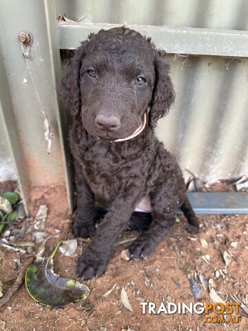Curly Coated Retriever Puppies