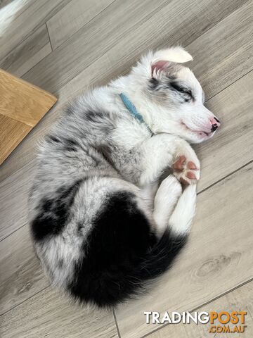 Blue eyed blue merle Border Collie