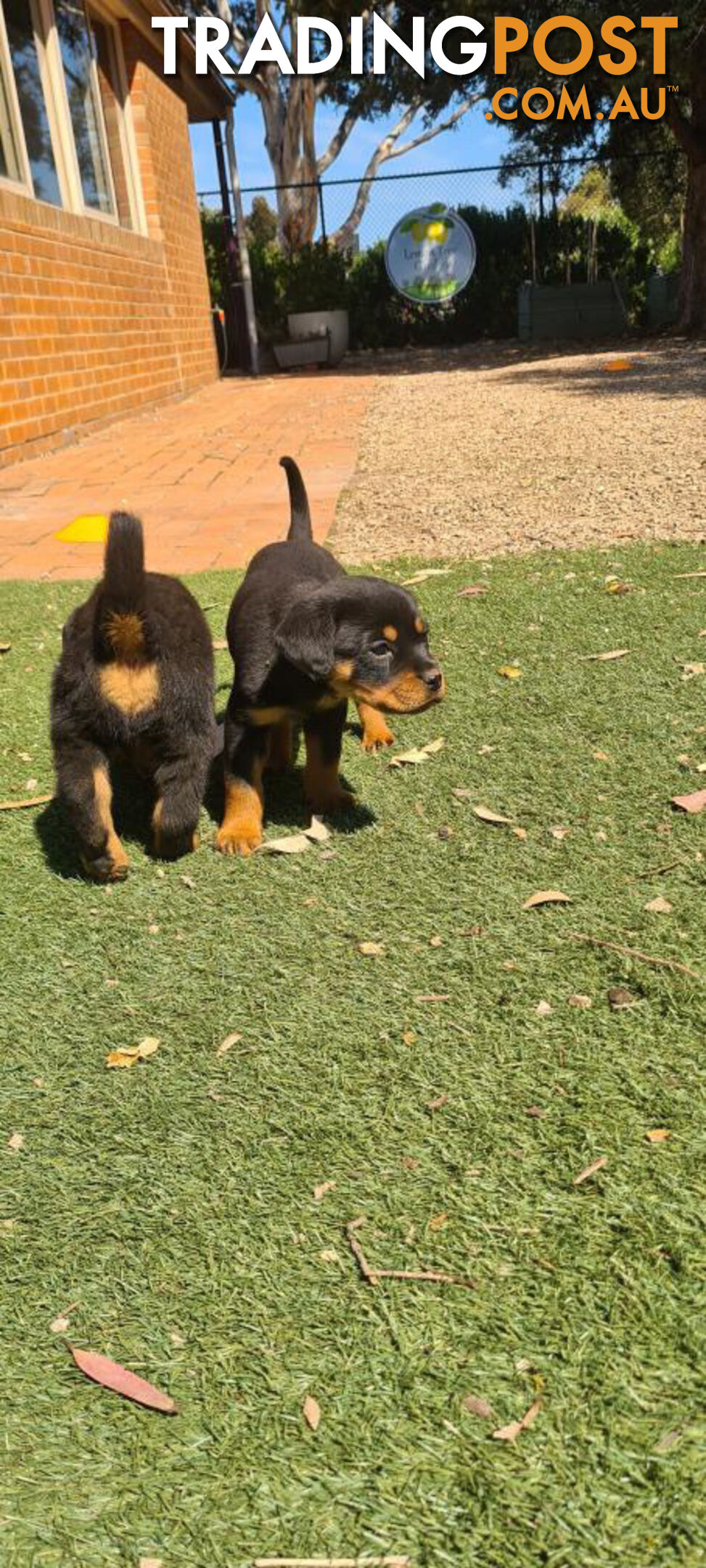 Rottweiler Puppies